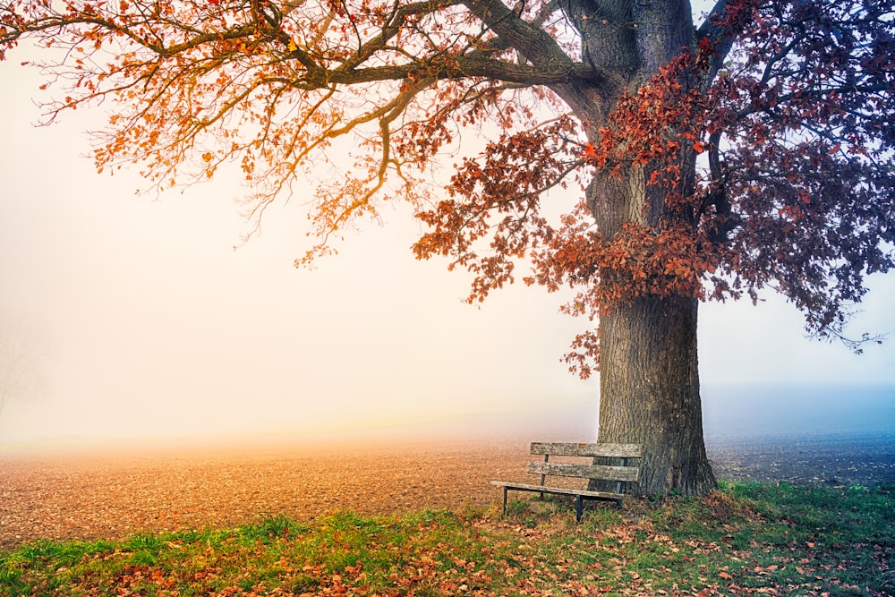 a bench under a tree on a foggy day