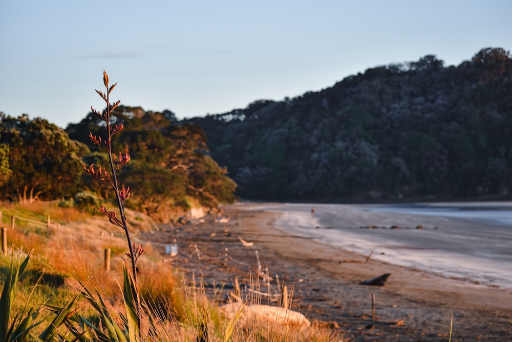 a view of a beach with a body of water in the background