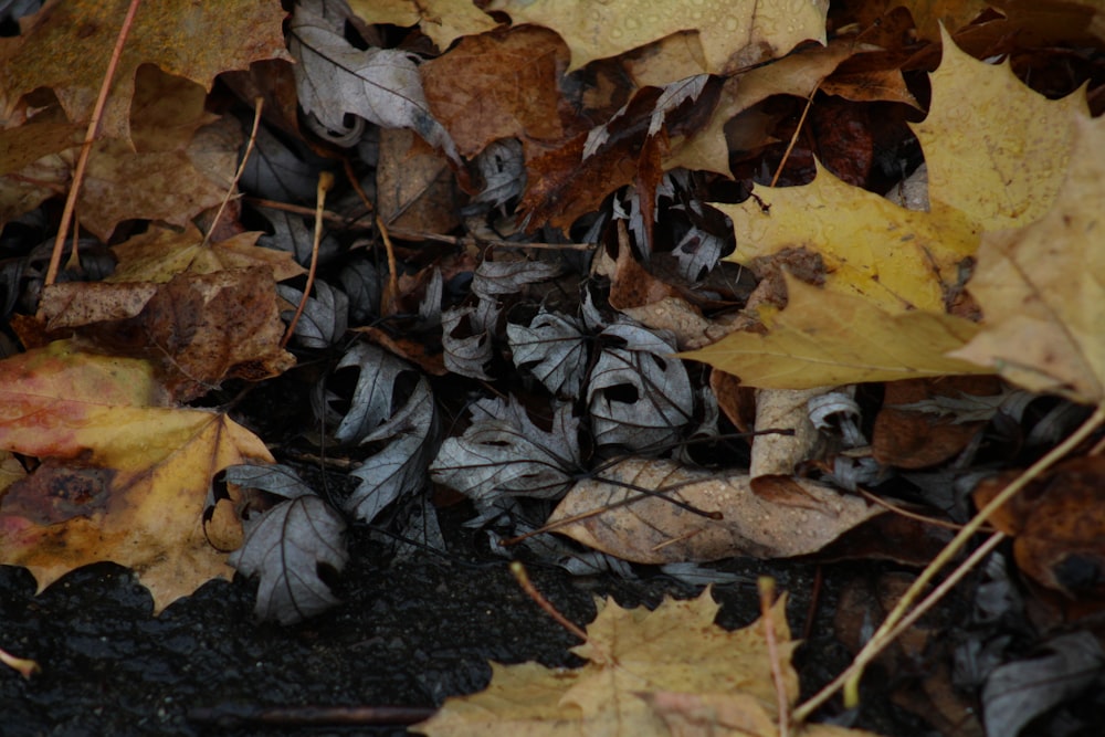 a bunch of leaves that are laying on the ground