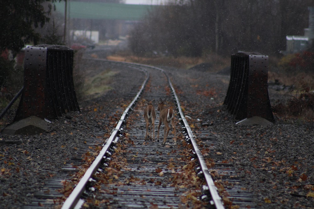 a train track that has fallen leaves on it