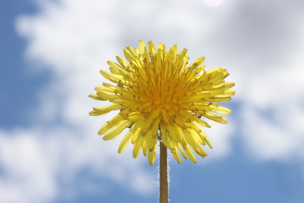 a close up of a yellow flower with a blue sky in the background