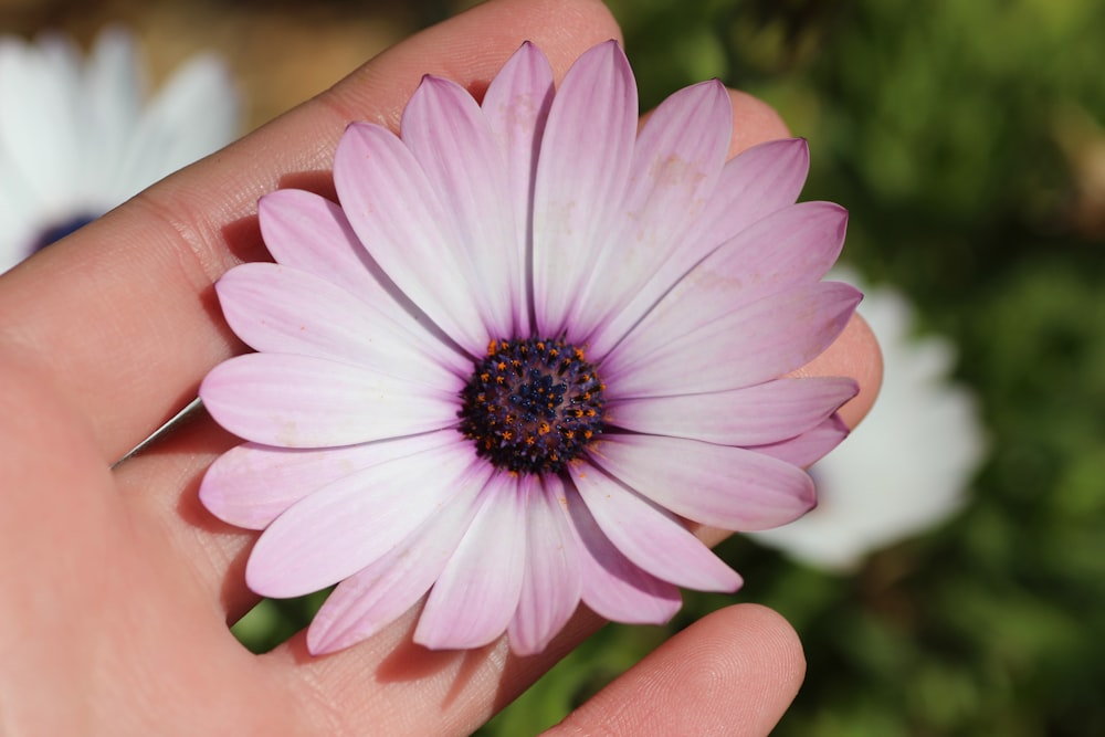 a person holding a flower in their hand