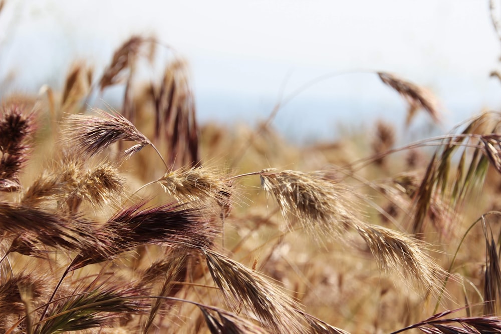 a field of tall brown grass with a sky in the background