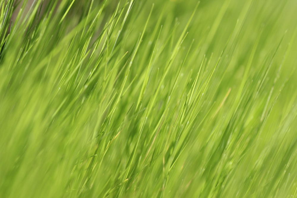 a blurry photo of green grass in a field