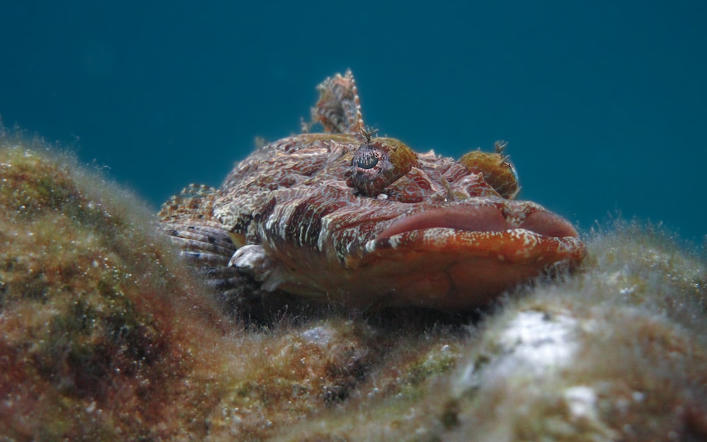 a close up of a fish on a reef