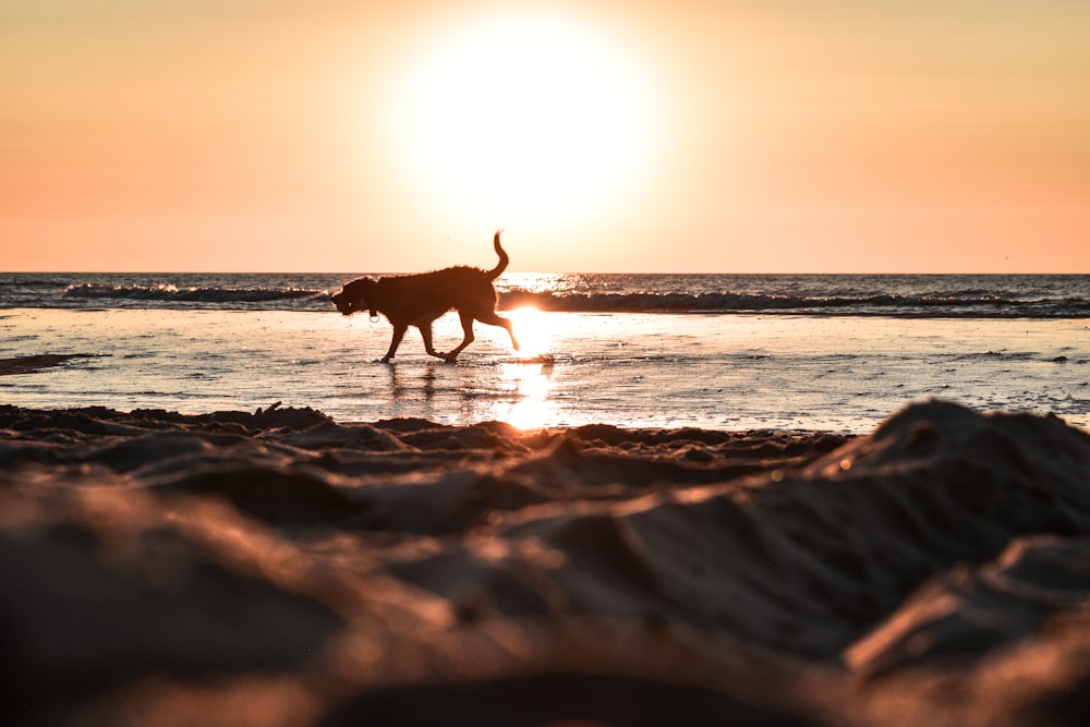 Ein Hund geht bei Sonnenuntergang am Strand spazieren