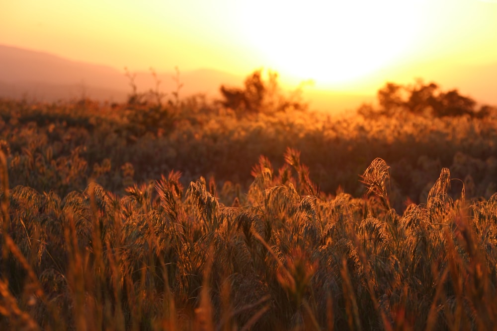 a field of grass with the sun setting in the background