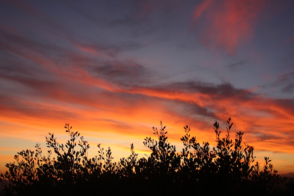 the sun is setting over the trees in the distance