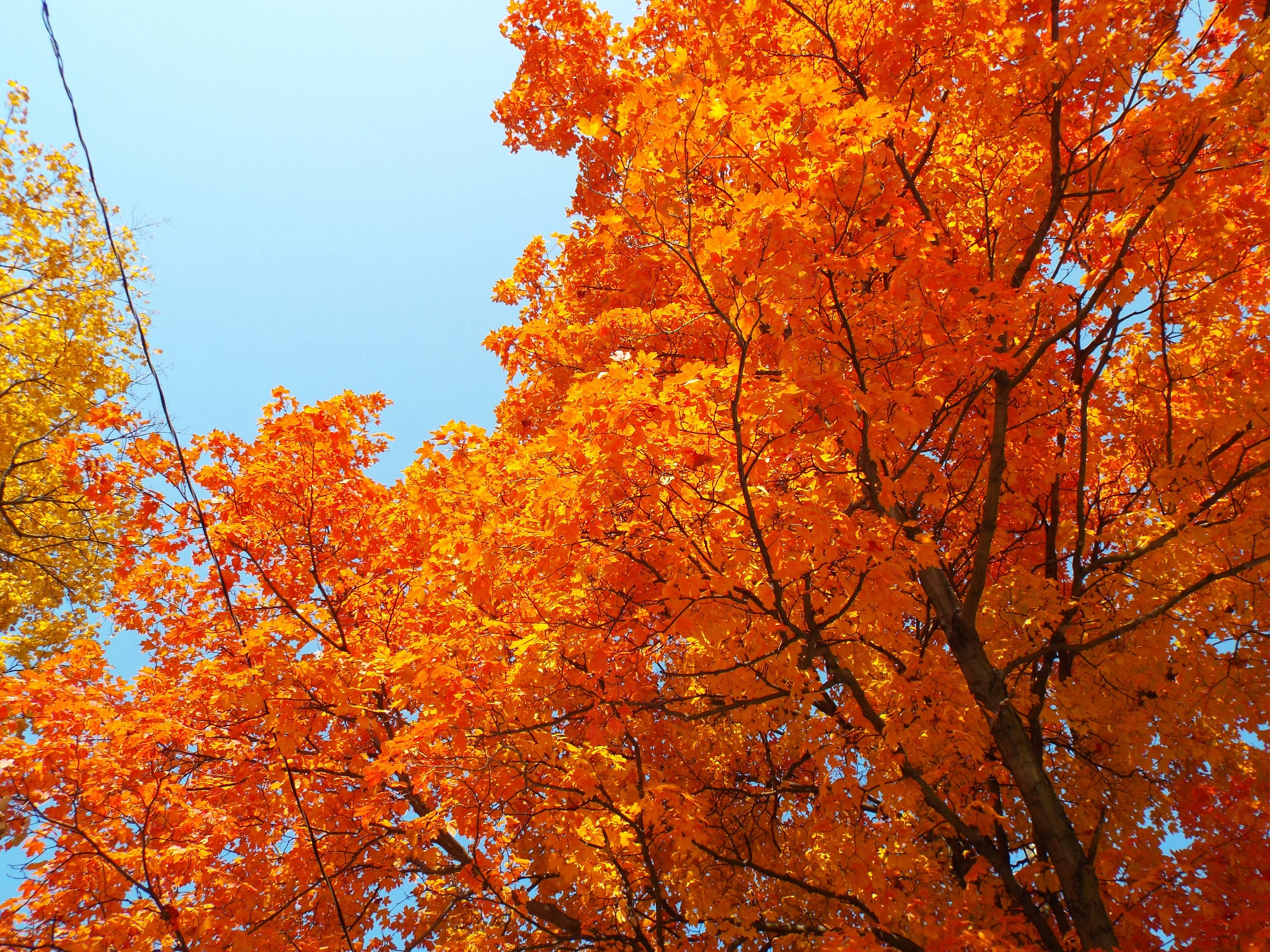Un grupo de árboles con hojas naranjas y amarillas foto – Imagen de Árbol  de otoño gratuita en Unsplash, image size:3000x2250