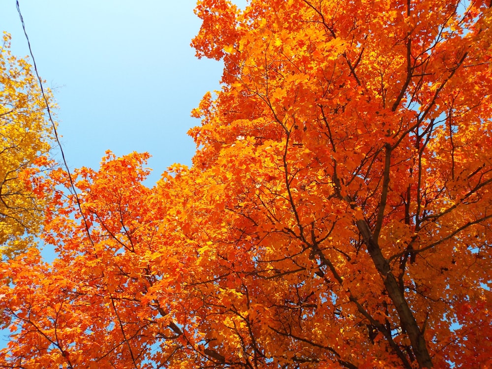 a group of trees with orange and yellow leaves