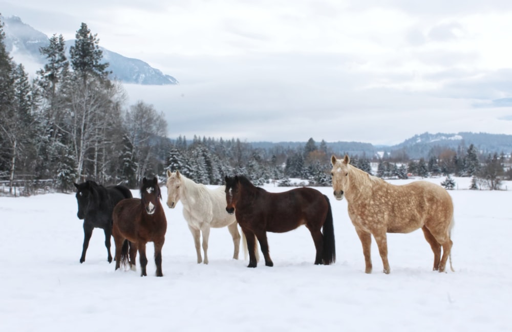 a group of horses standing in the snow