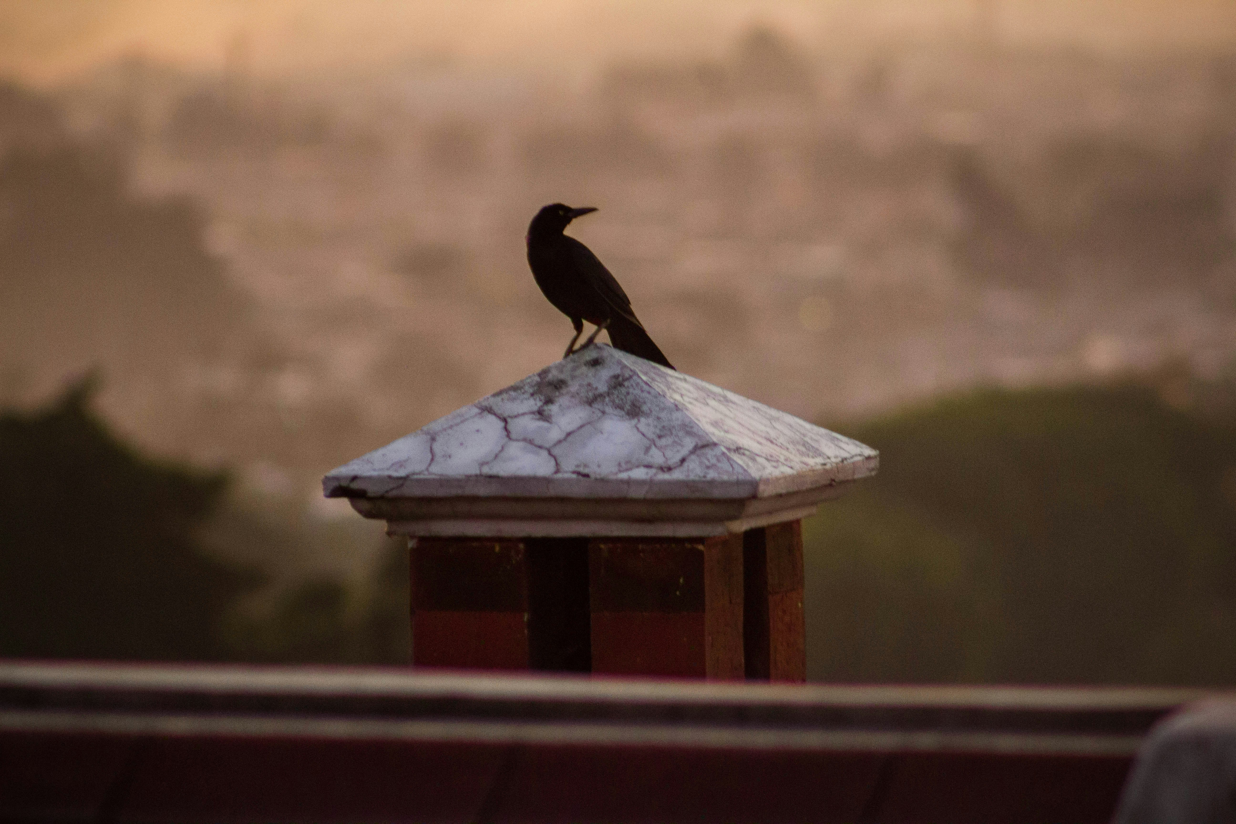 A black bird sitting on top of a roof photo – Free Animal Image on Unsplash