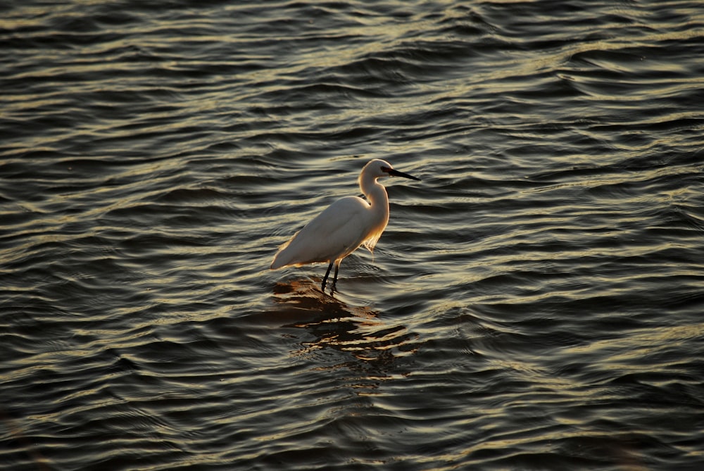 a white bird standing on top of a body of water