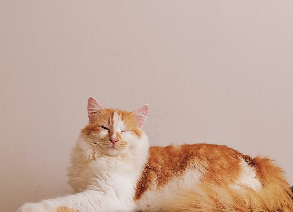 an orange and white cat laying on top of a table