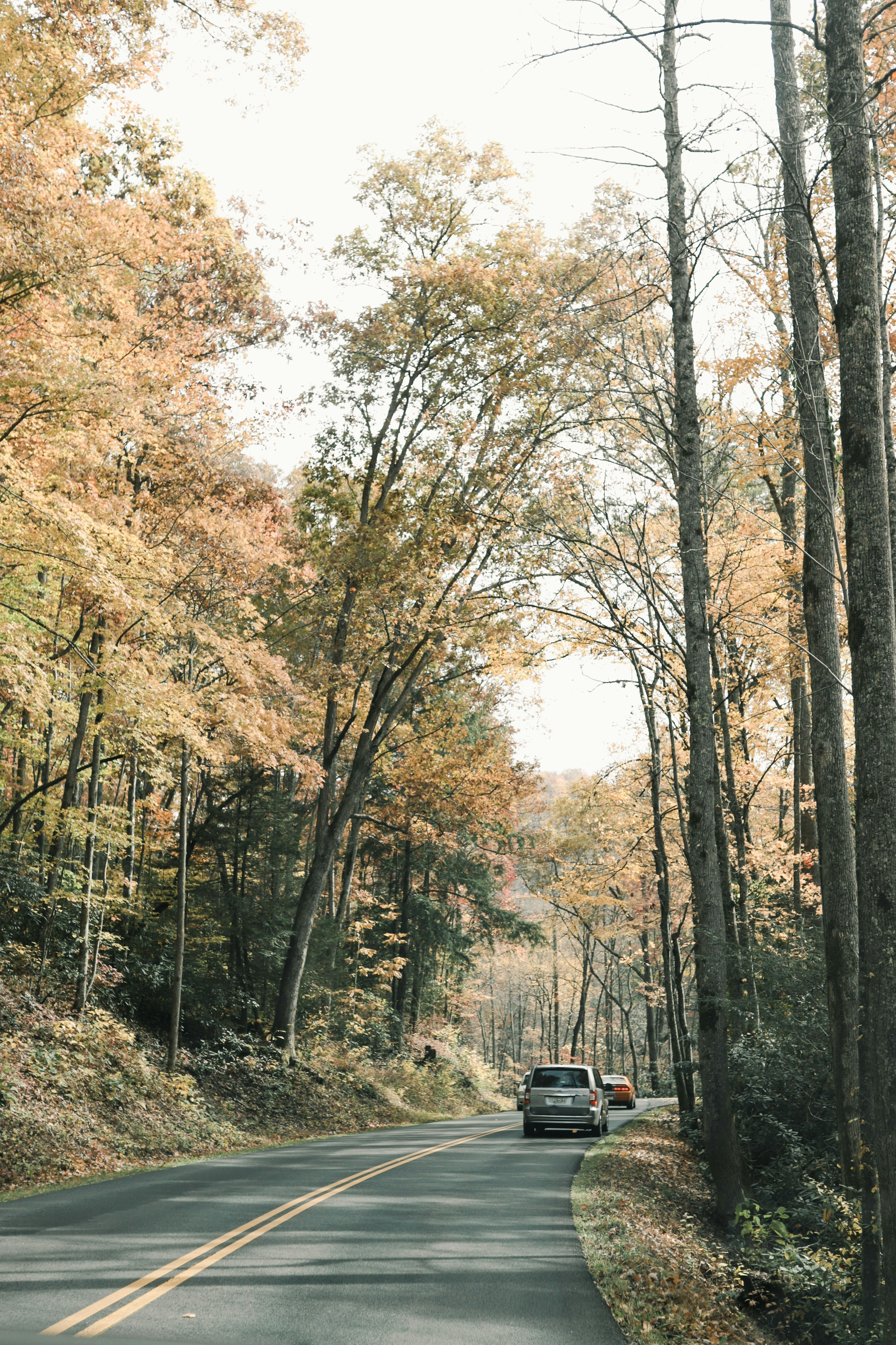 a car driving down a road surrounded by trees