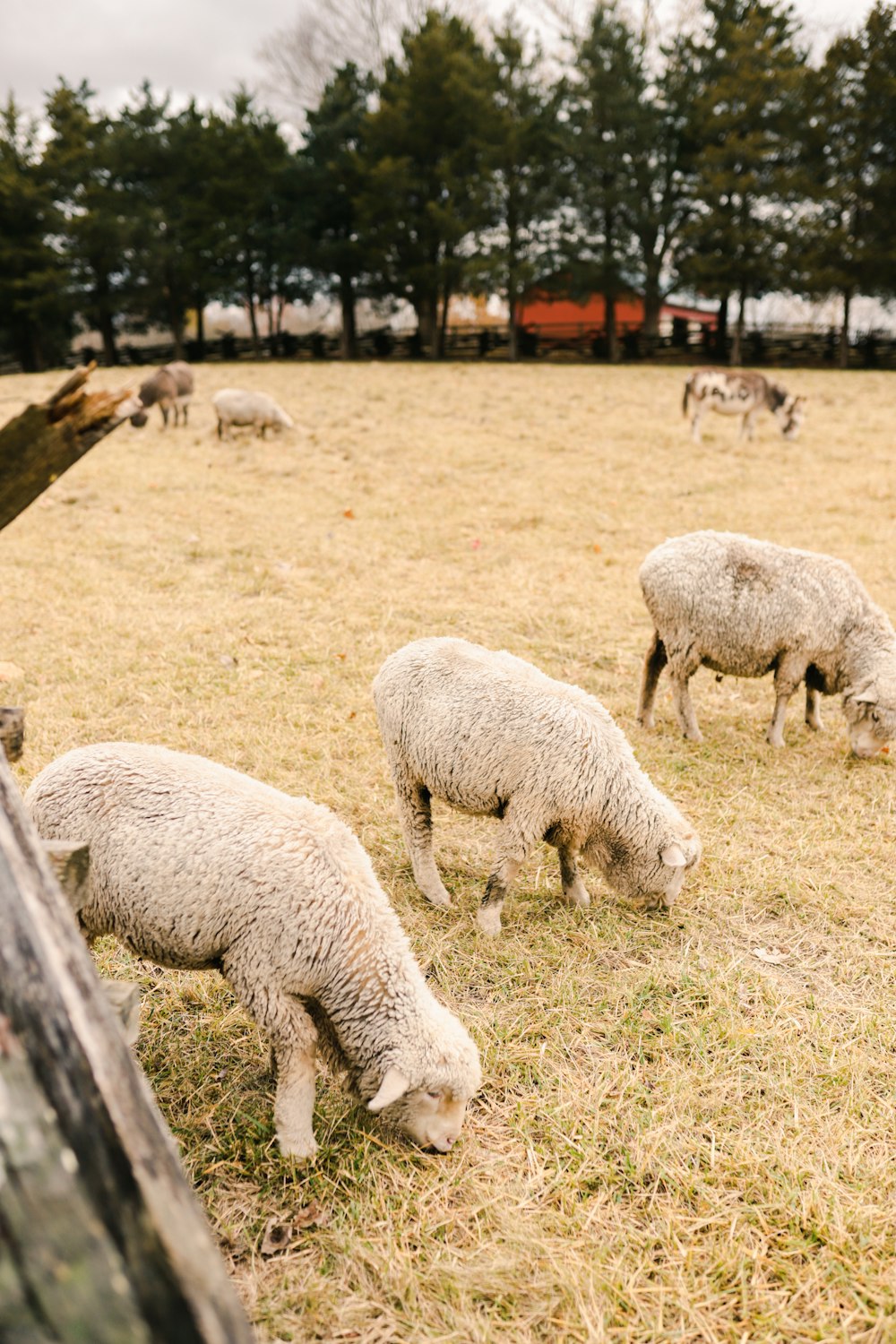 a herd of sheep grazing on a dry grass field