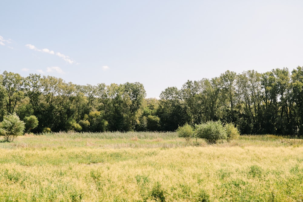 a grassy field with trees in the background