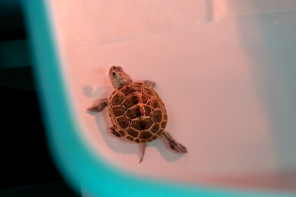 Una pequeña tortuga nadando en un charco de agua