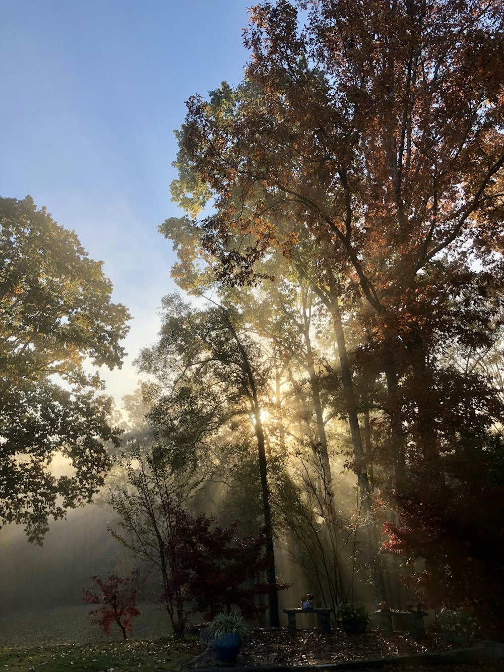 the sun is shining through the trees in the park