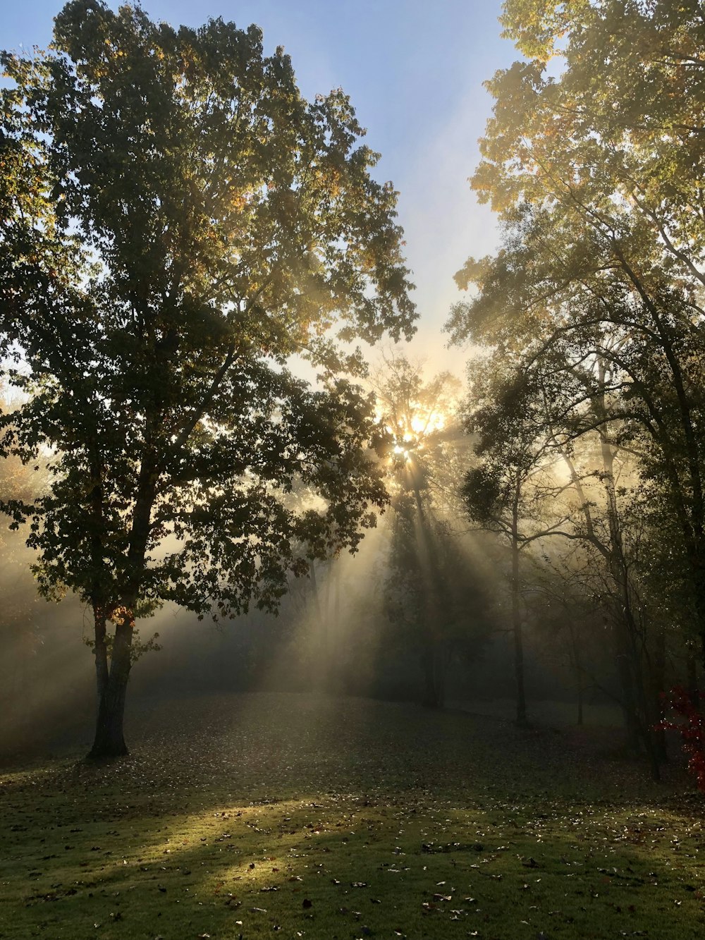 the sun is shining through the trees in the park