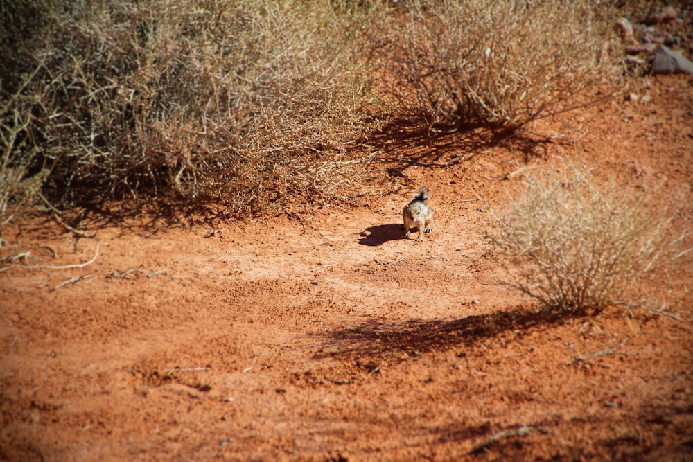 a small bird standing on a dirt road