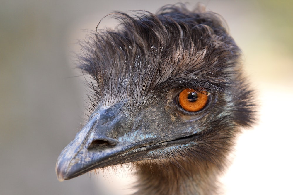 a close up of an ostrich's head with an orange eye