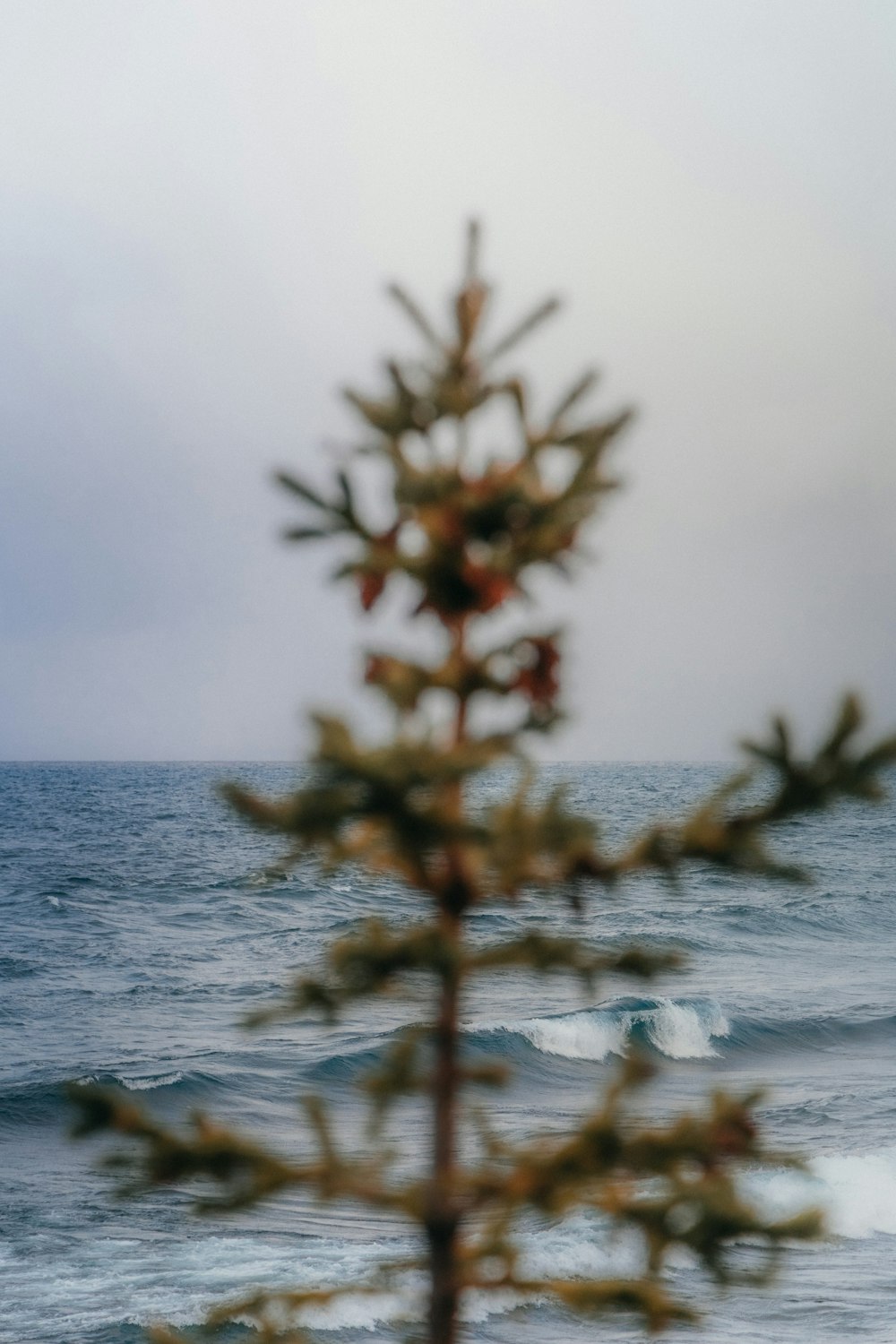 a lone tree is in the foreground of a body of water