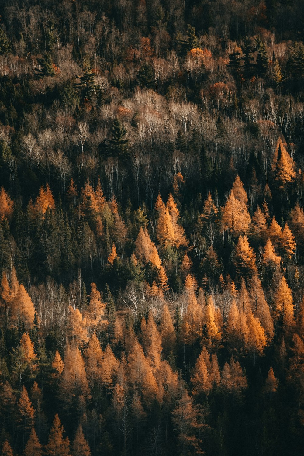 an aerial view of a forest with lots of trees