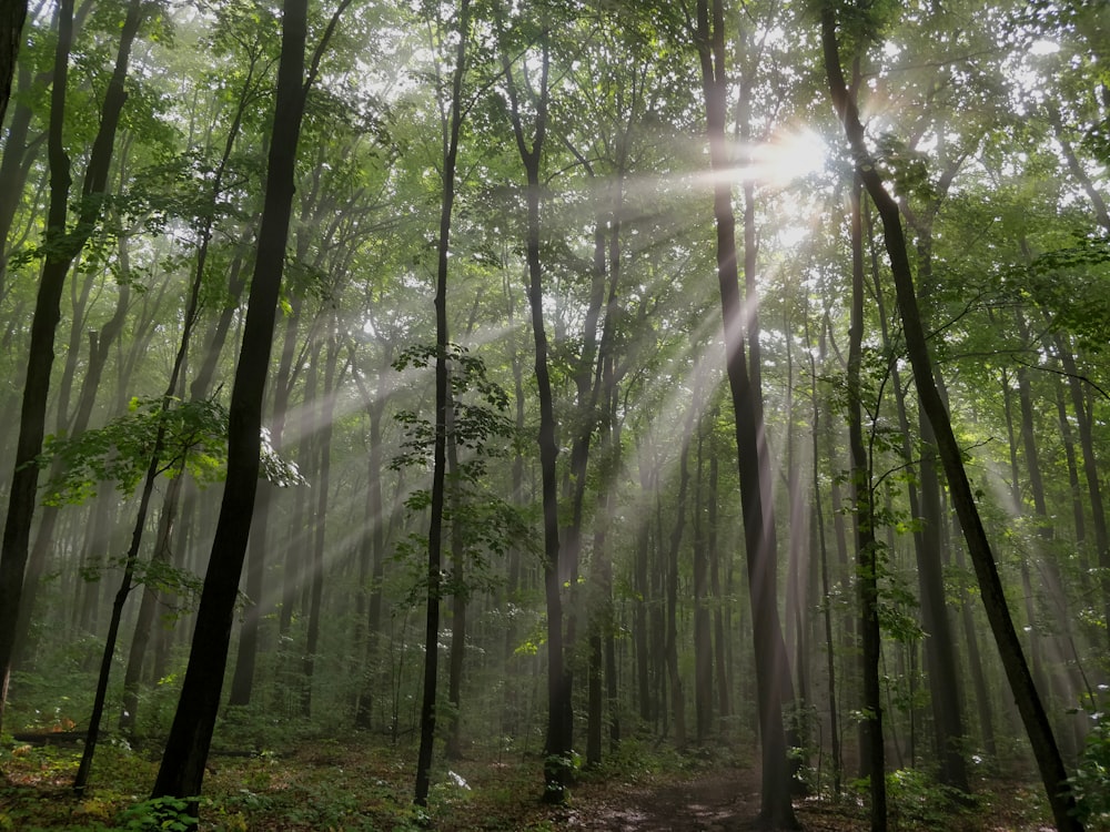 El sol brilla a través de los árboles en el bosque