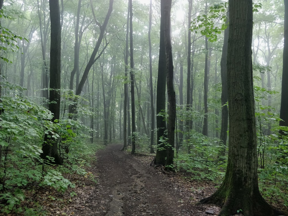 Ein Wanderweg mitten in einem Wald mit vielen Bäumen