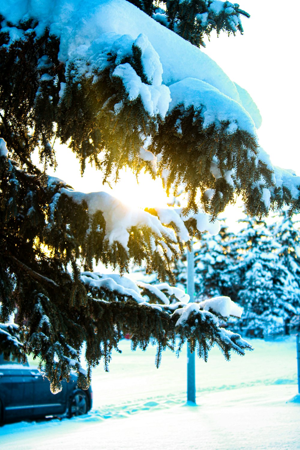 the sun is shining through the snow covered trees