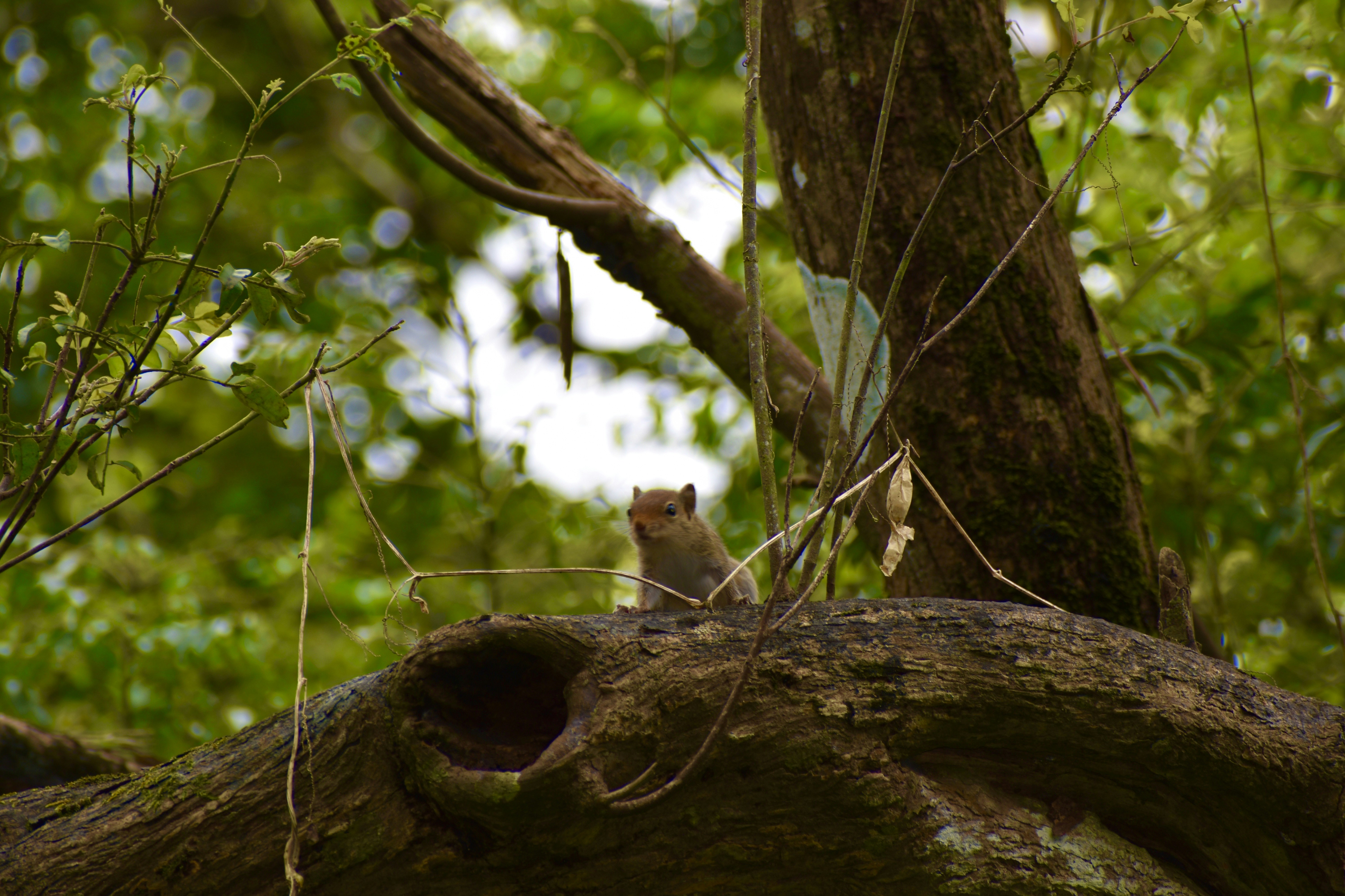 Photo by aarondcosta0