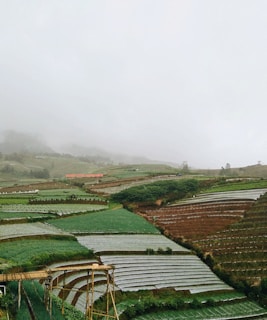 a large field of green plants on a foggy day