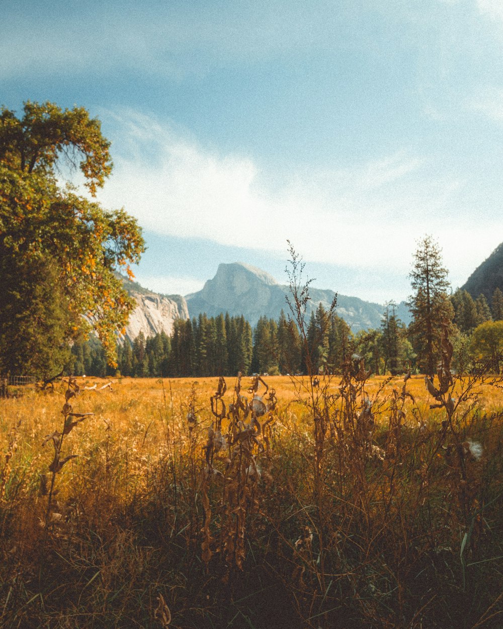 a grassy field with trees and mountains in the background