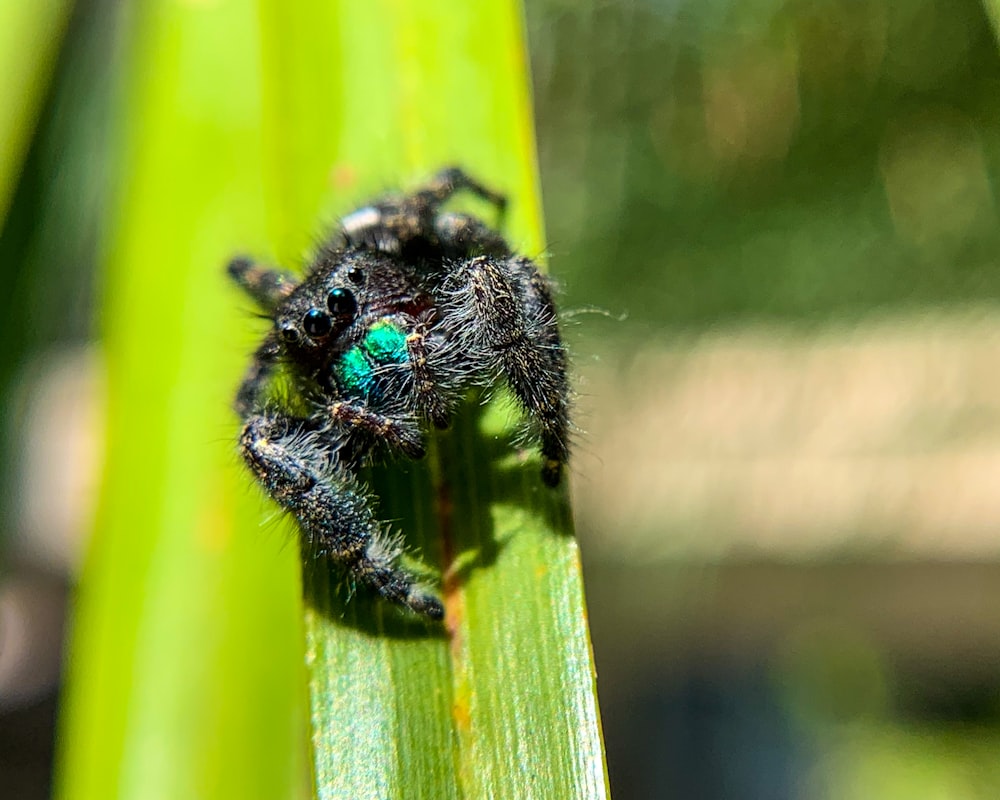 a close up of a spider