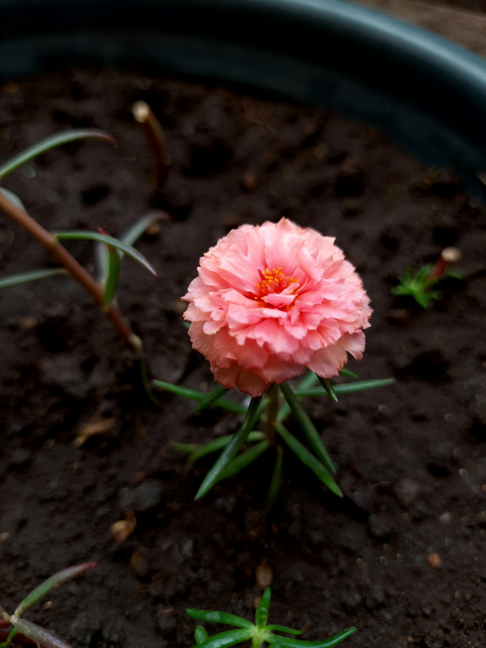 Una flor rosa crece en una maceta