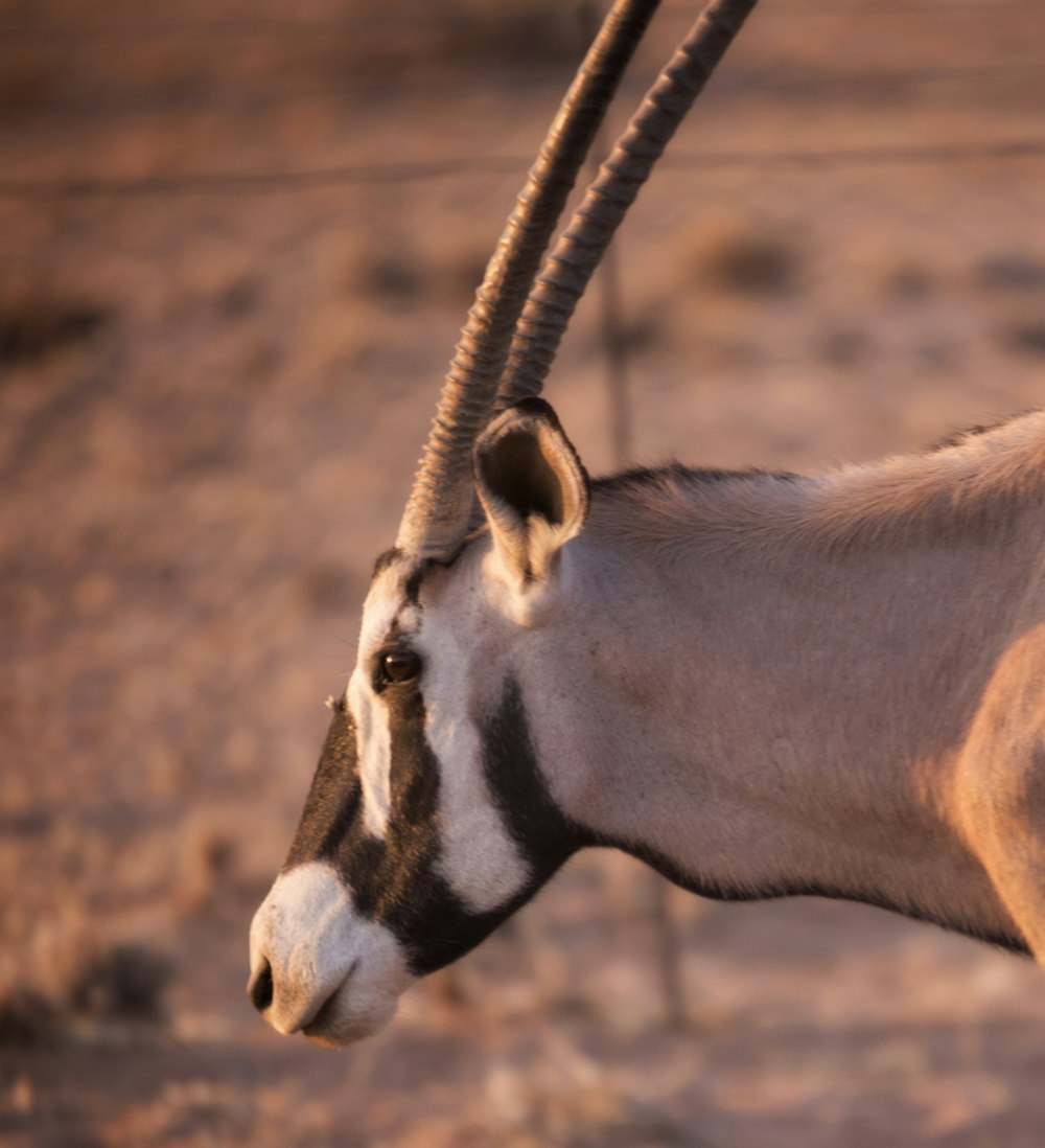 a close up of a goat with long horns