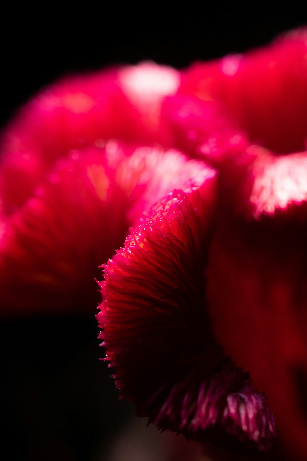 a close up of a pink flower on a black background