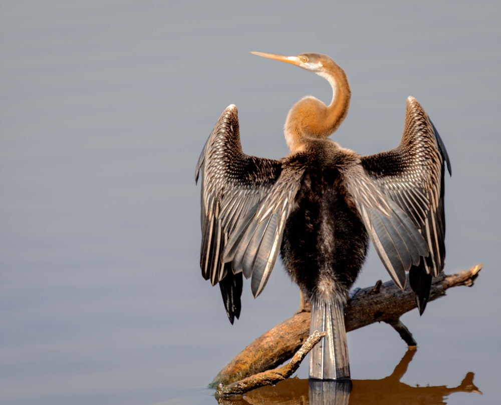 a bird sitting on top of a tree branch in the water