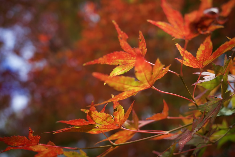 a close up of a branch with leaves on it