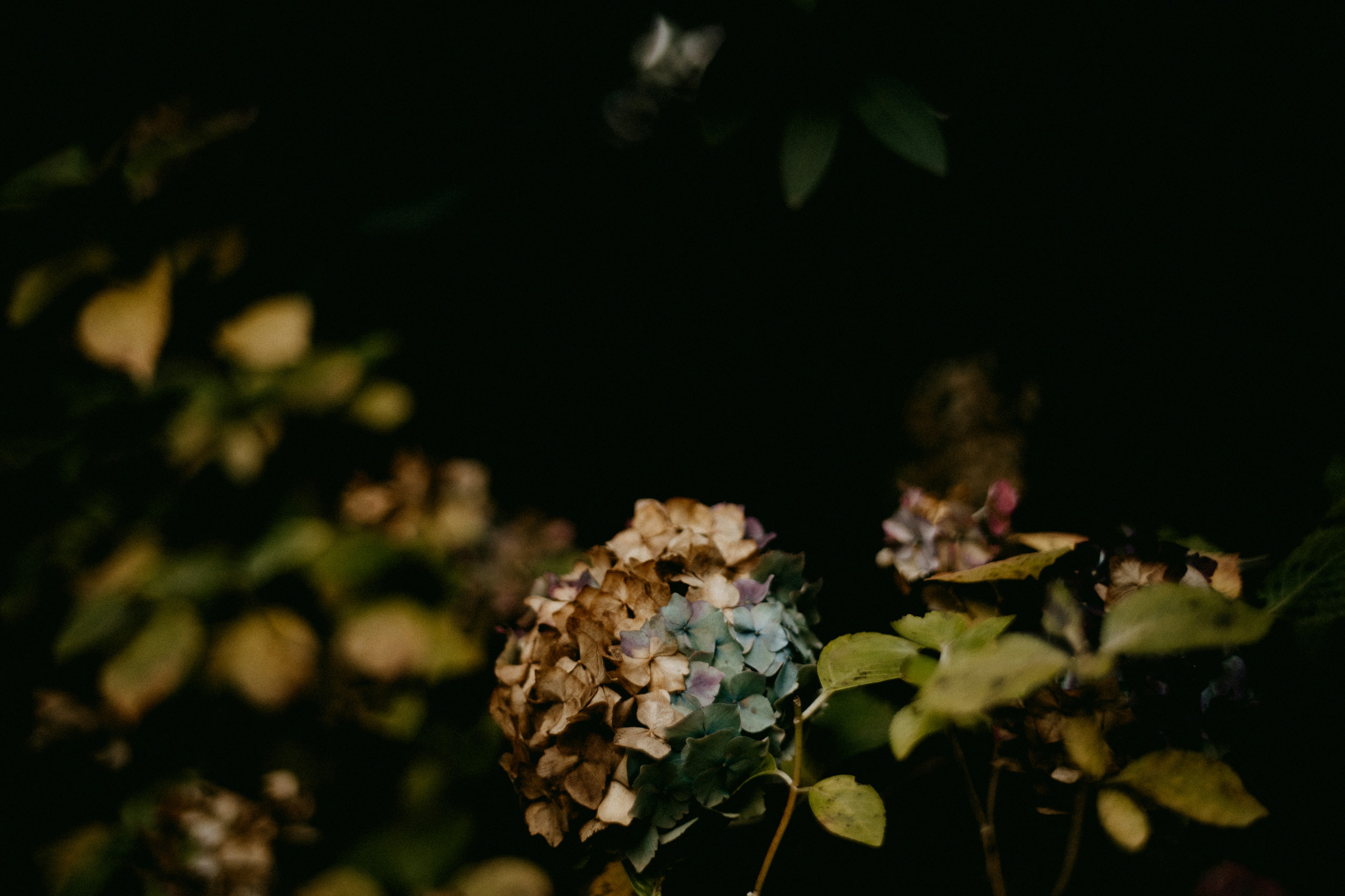 Photo by anniespratt