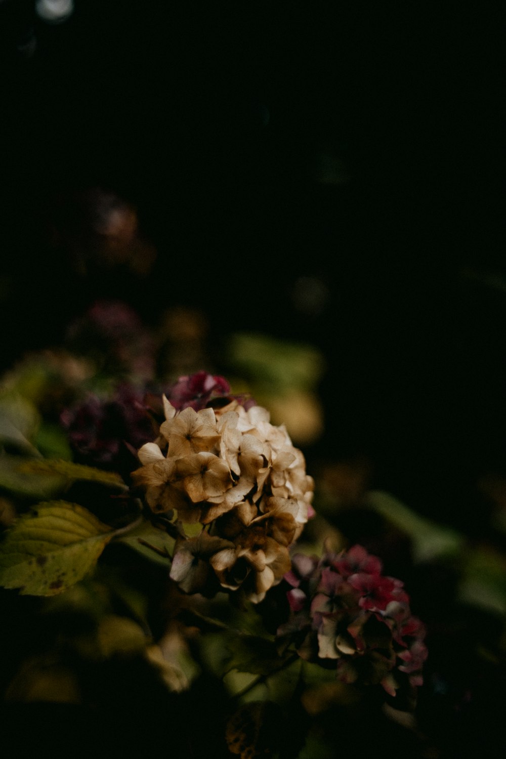 a bunch of flowers that are in the dark