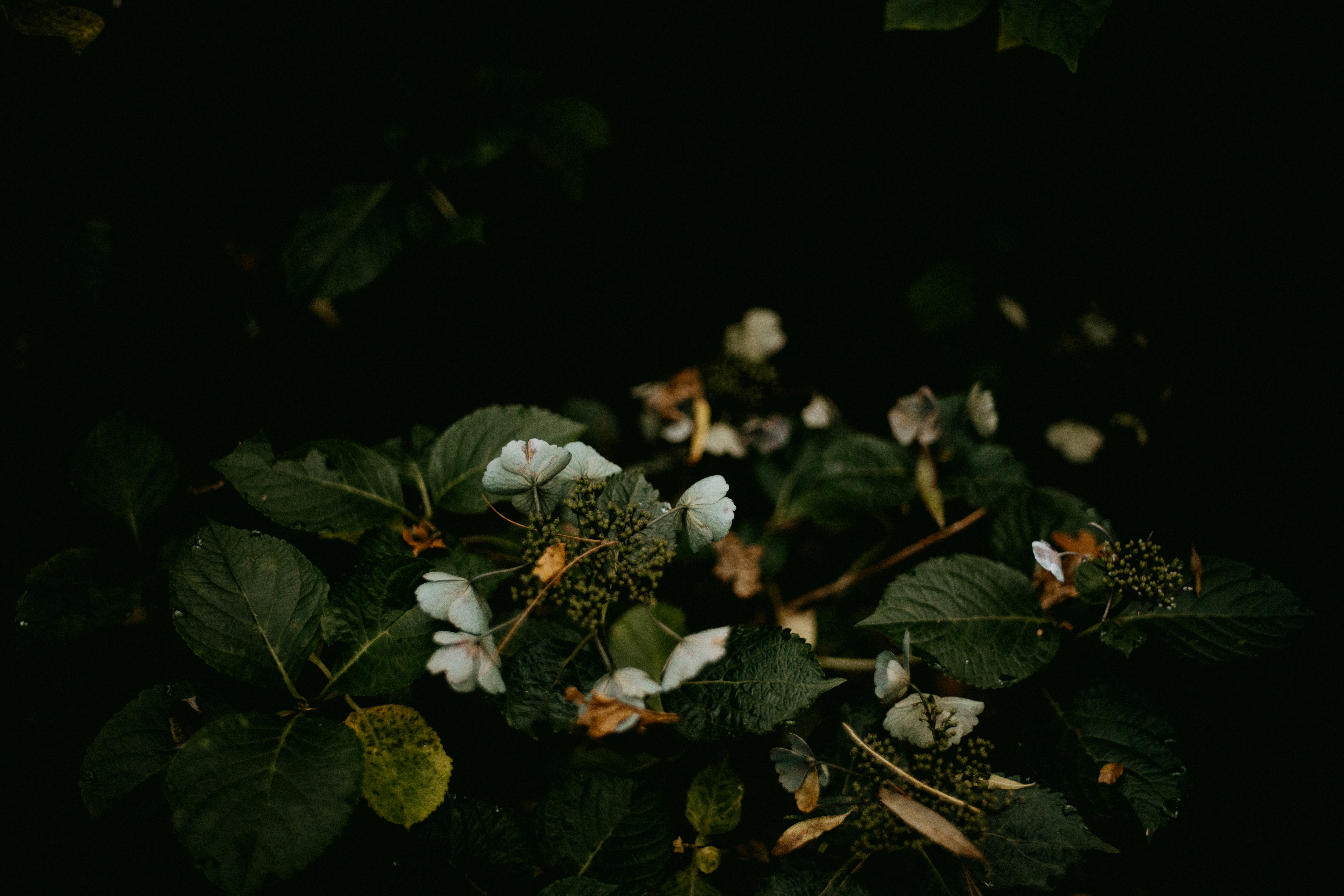 Photo by anniespratt