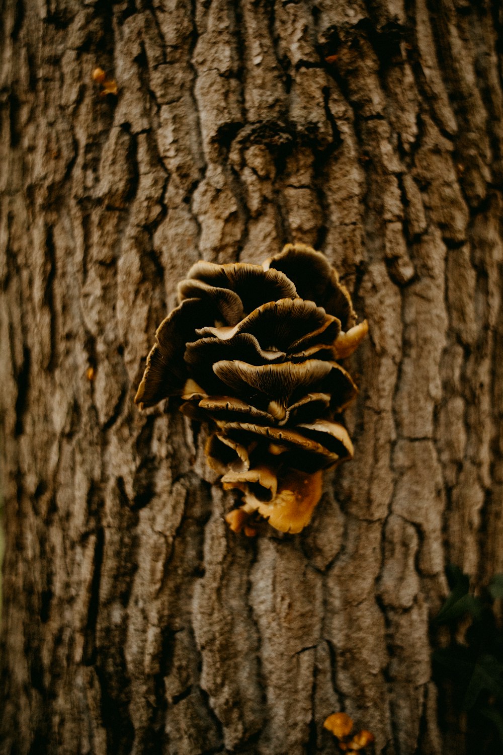 a pine cone on the side of a tree