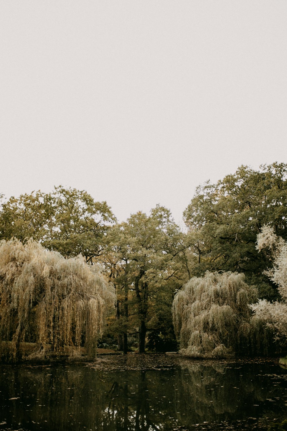 a couple of trees that are by a body of water