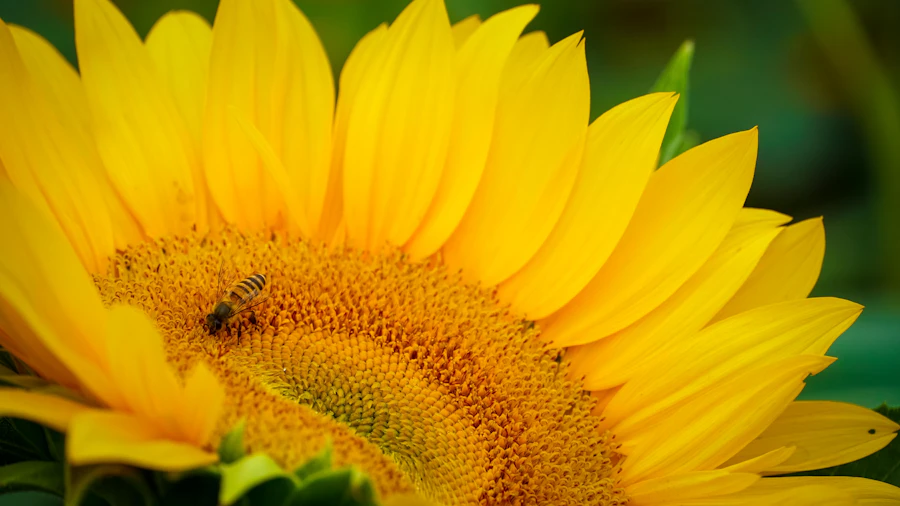 Honeybee resting on a sunflower blossom