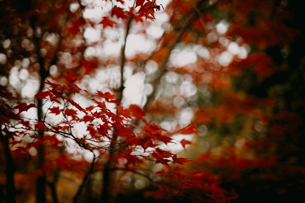 a tree with red leaves in the fall