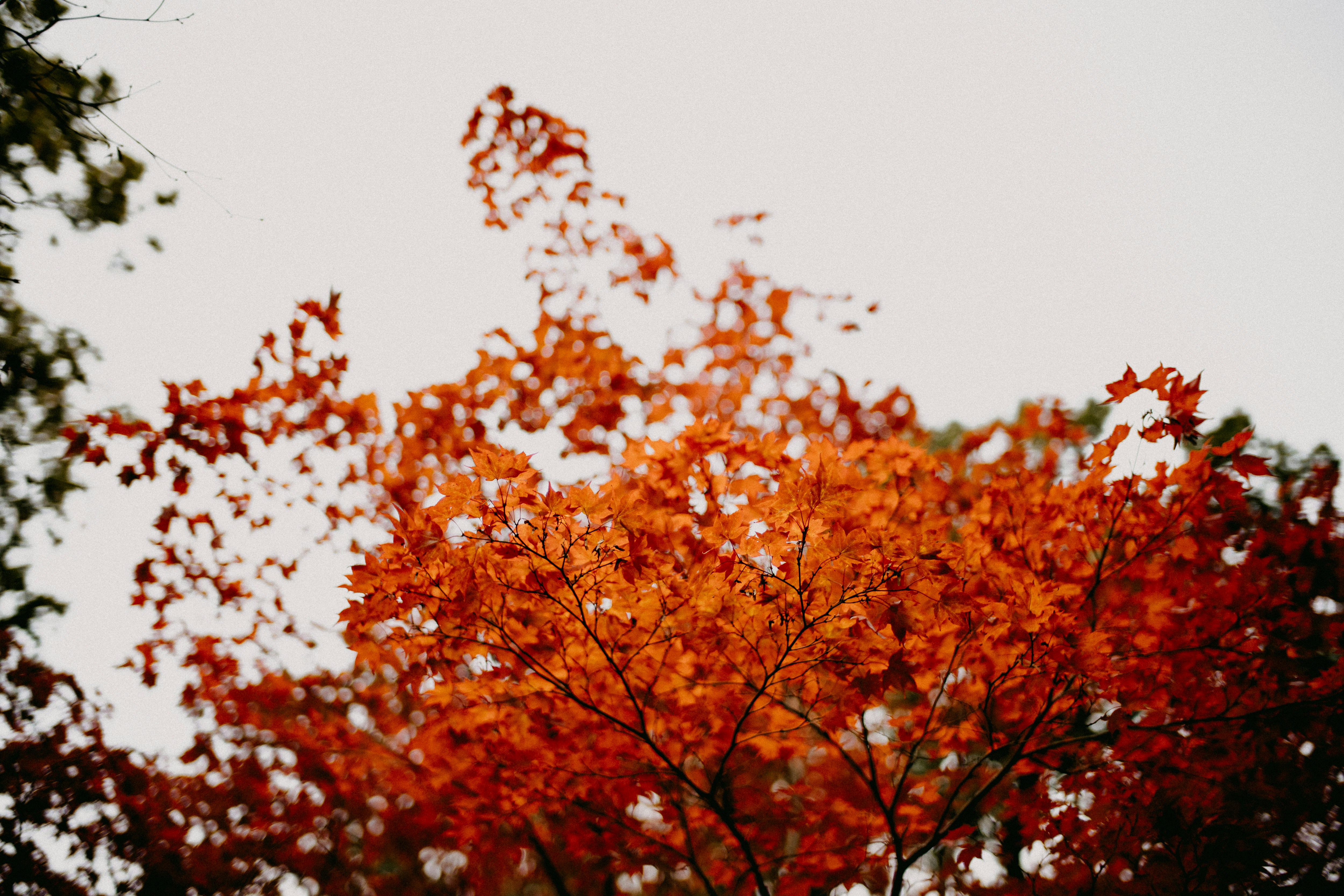 Photo by anniespratt