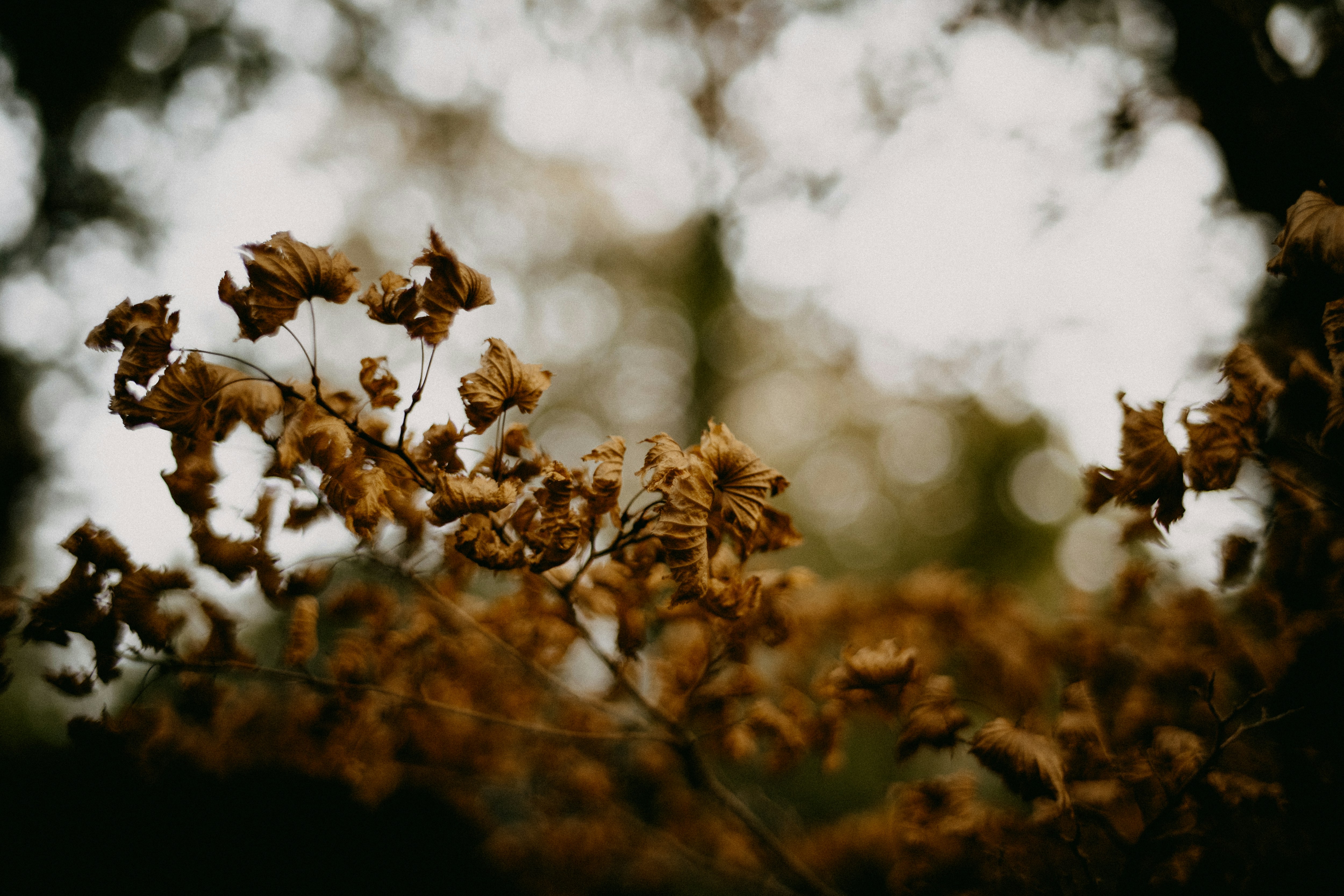 Photo by anniespratt