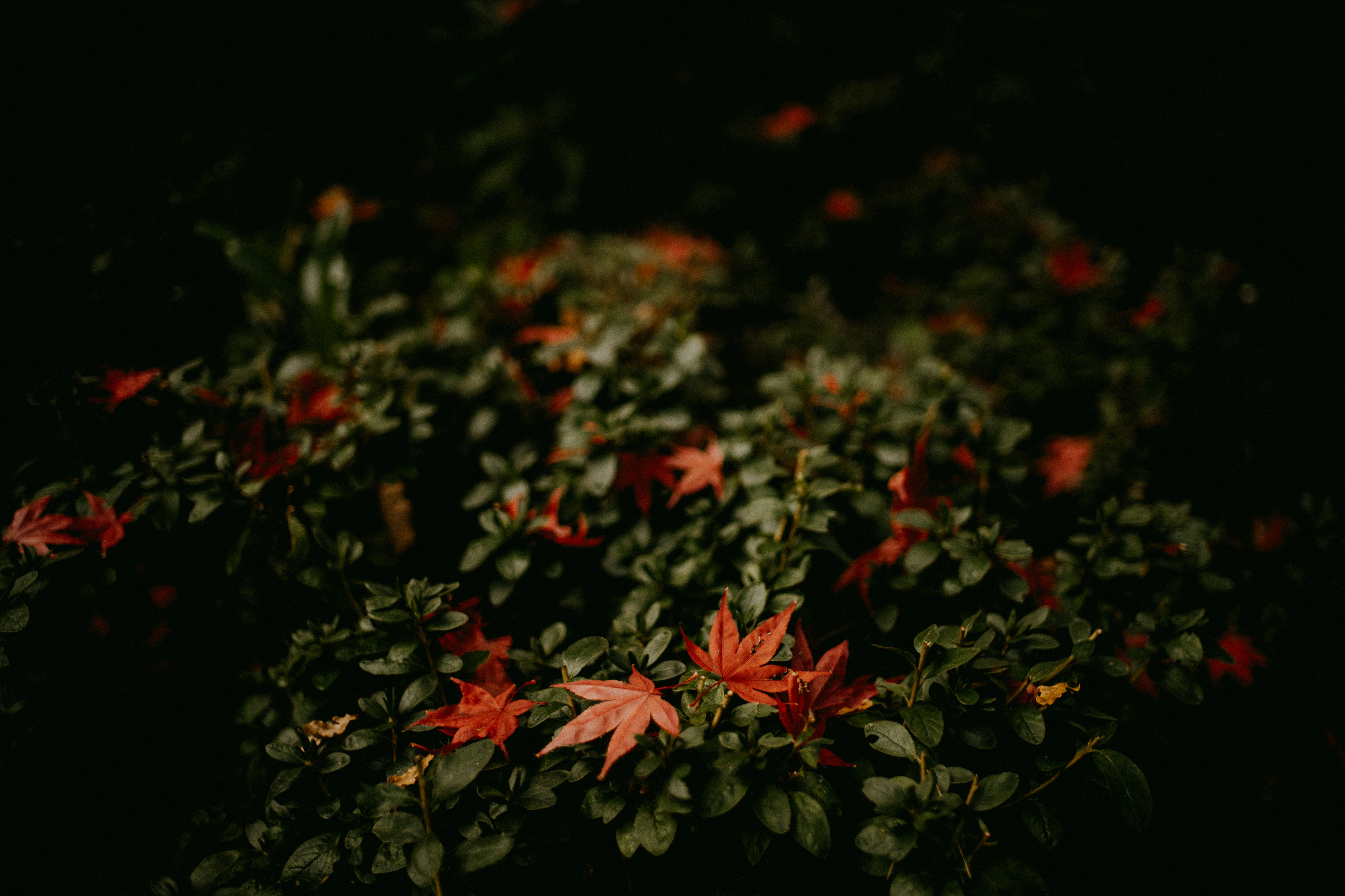 Photo by anniespratt